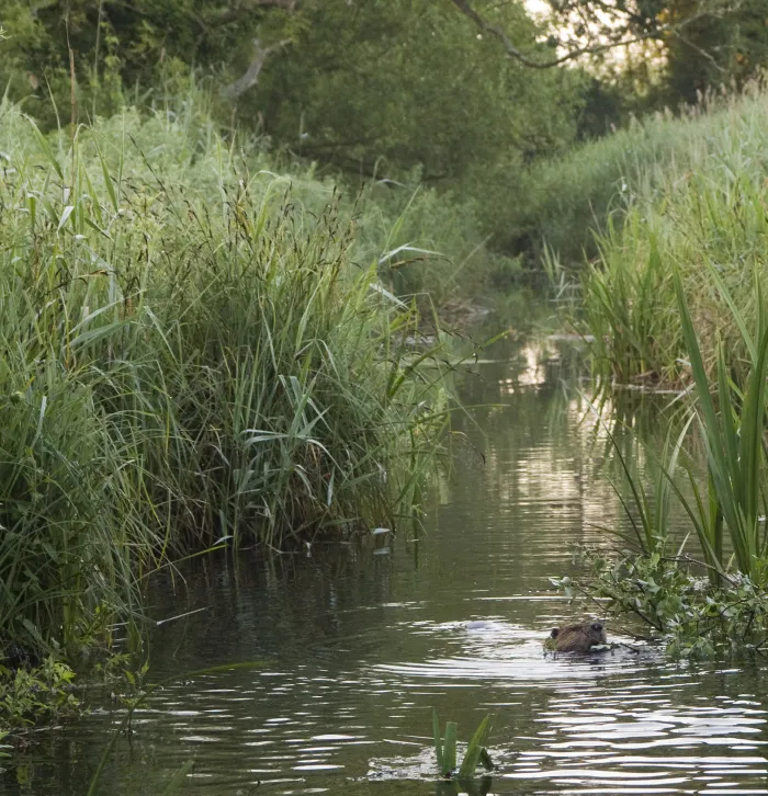 beaver, ham fen
