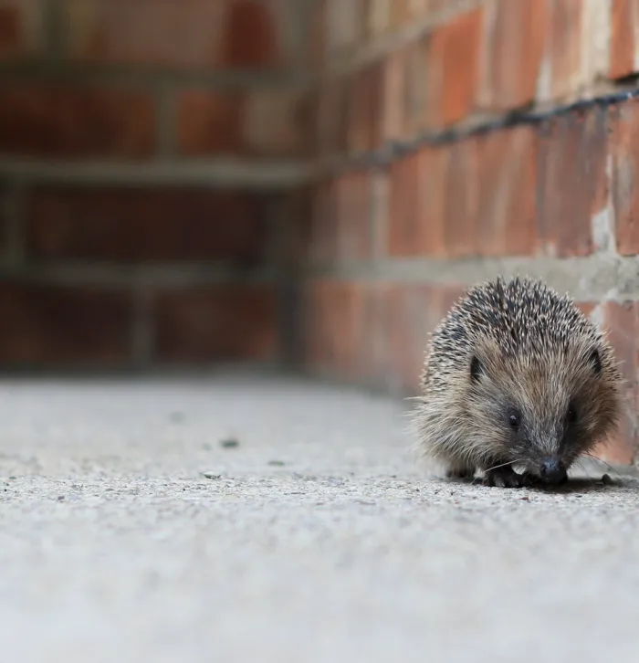 hedehog wall tom marshall wildnet