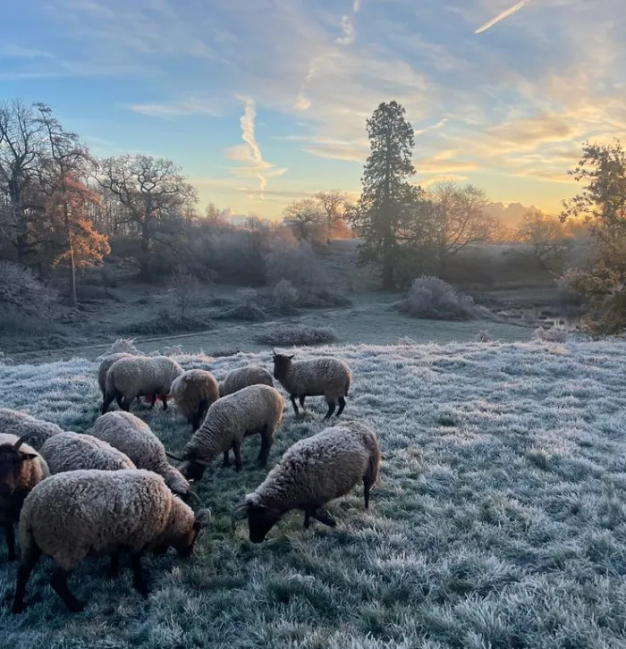 sheep snow
