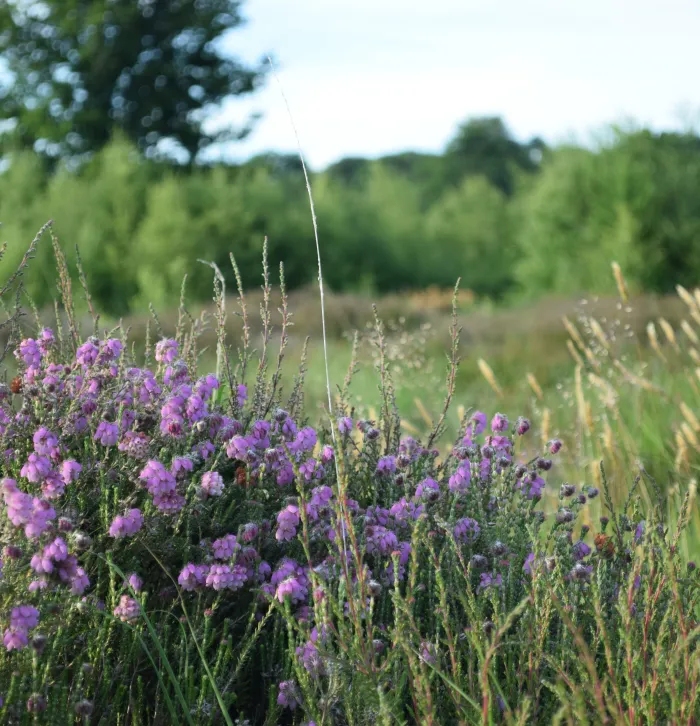 Cross leaved heath at Hothfield Heathlands