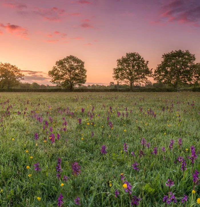 Orchids in meadow at sunrise