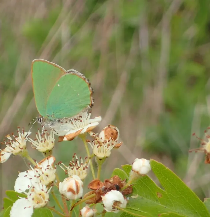 Green Hairstreak butterfly 