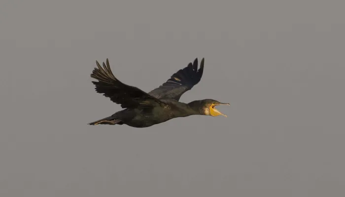 Cormorant