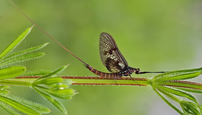 Common Mayfly