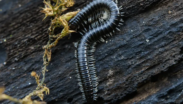 White-legged Snake Millipede