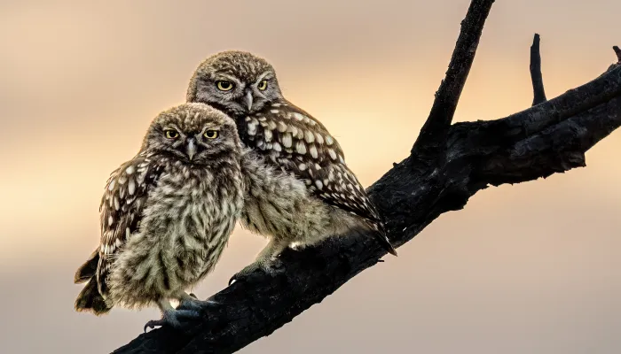 Little owl brothers sitting together on a branch
