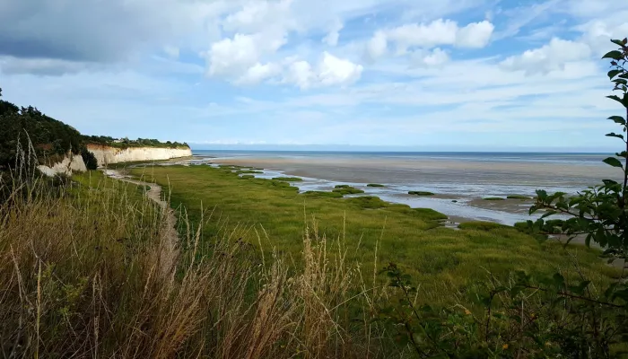 Pegwell Bay chalk grassland with view of white cliffs by Vicky Aitkenhead