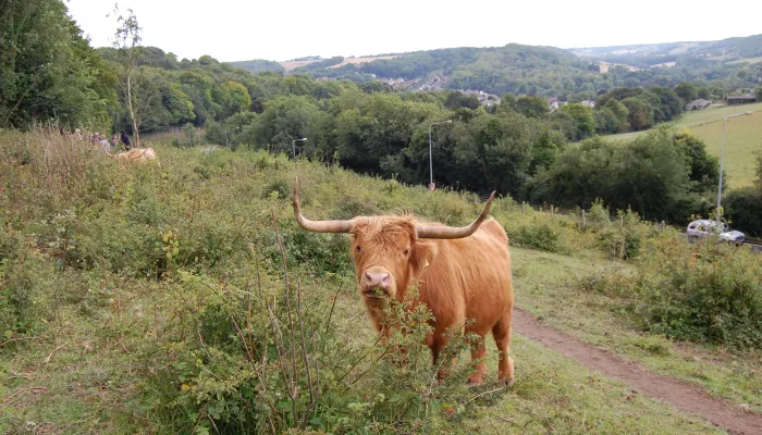 Highland Cow facing camera at Old Park Hill nature reserve