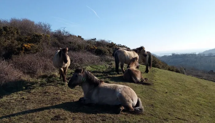 Konik ponies on Dover Downlands