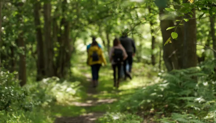 walking woodland