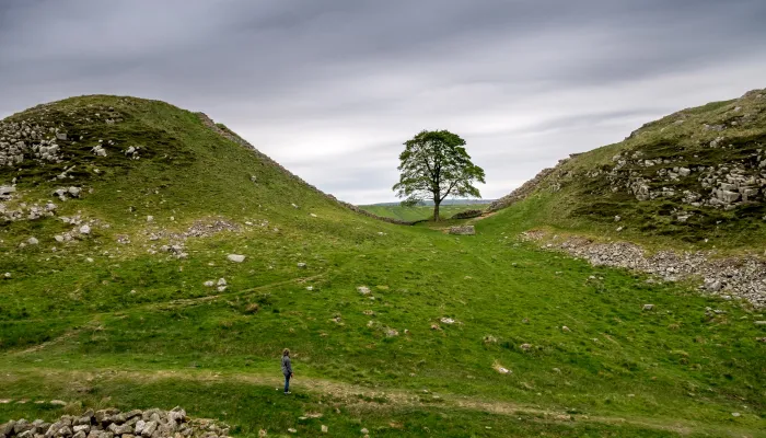 Sycamore gap
