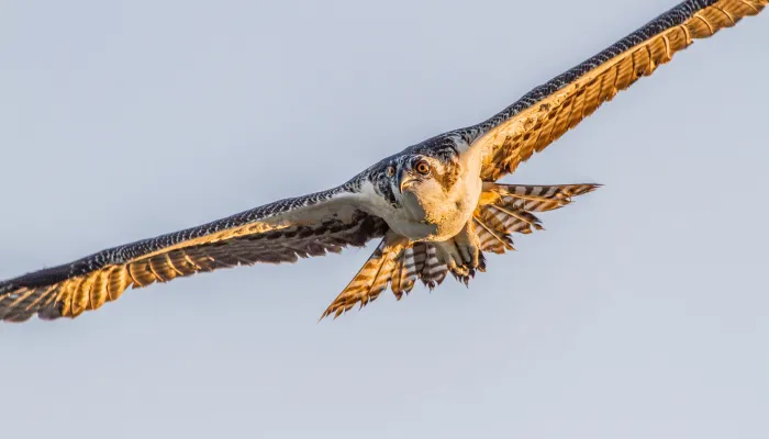 Osprey flying through the sky
