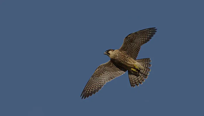 Peregrine_Falcon