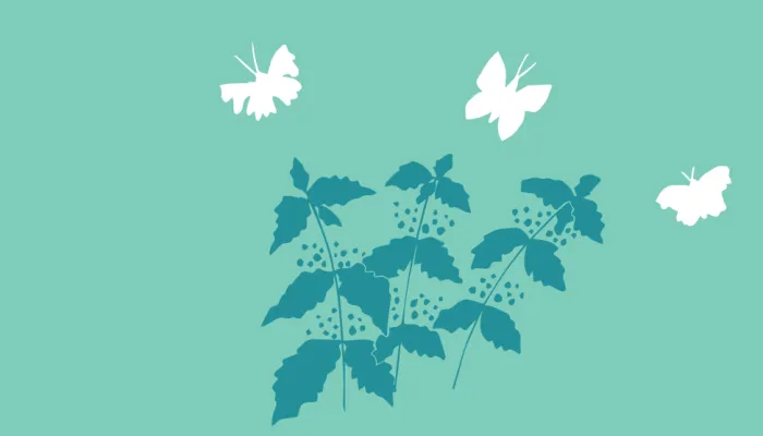 butterfly plants illustration