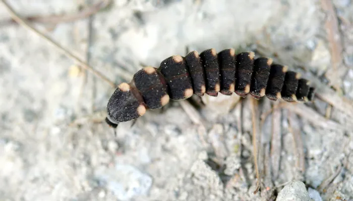 Glow worm larva