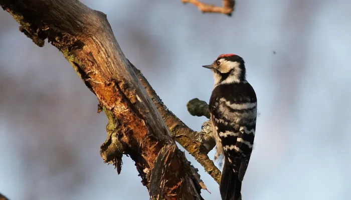 Lesser spotted woodpecker on a branch