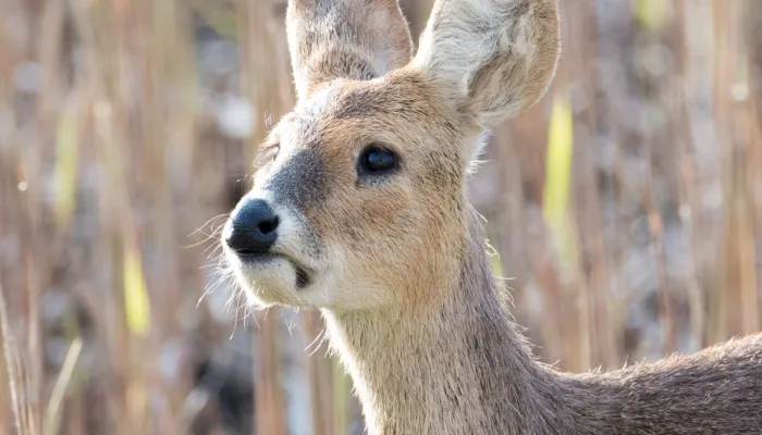 A Chinese water deer.