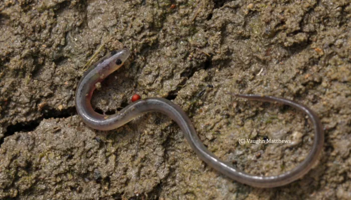 European eel (C) Vaughn Matthews
