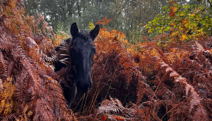 a black pony walking through ferns