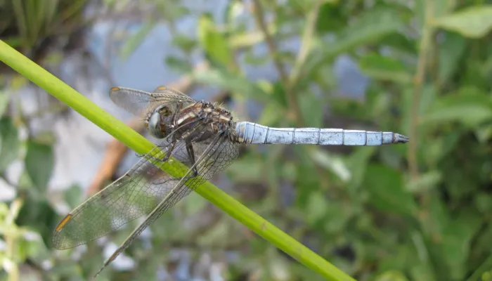 Keeled Skimmer