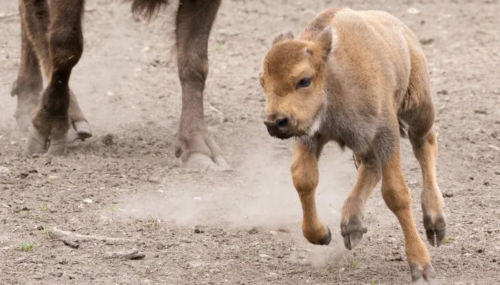 bison calf born in july 2025 running