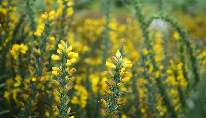 Dwarf Gorse Hothfield