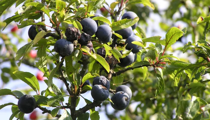 sloe berries