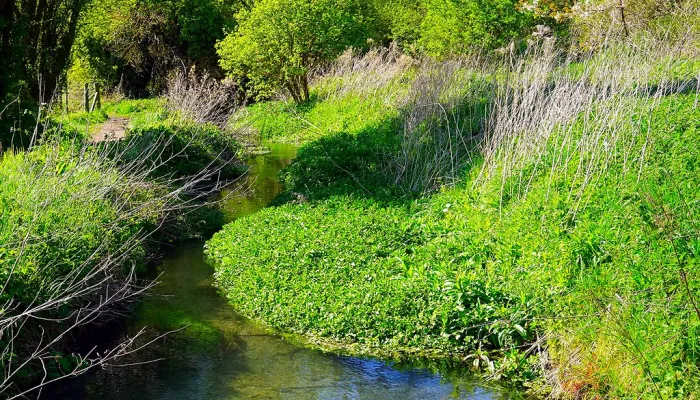 Chalk stream 