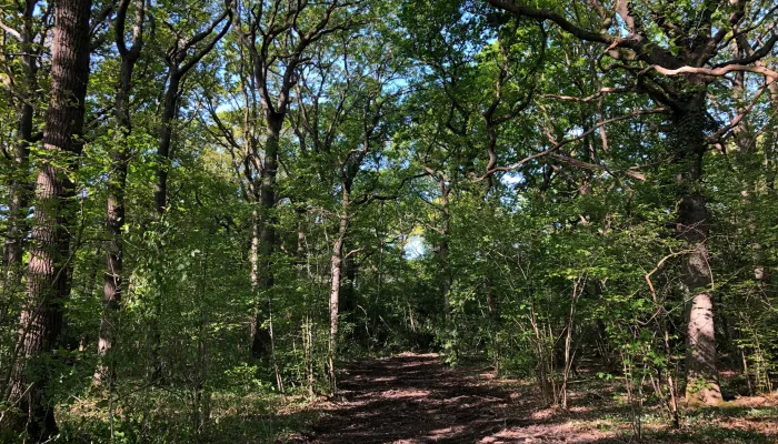 Blean vegetation