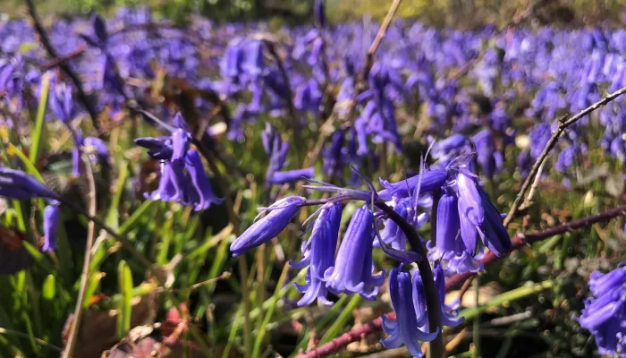 Bluebells