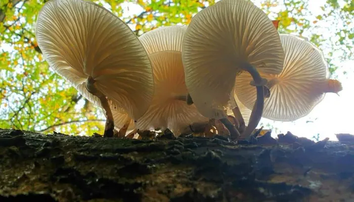 mushroom