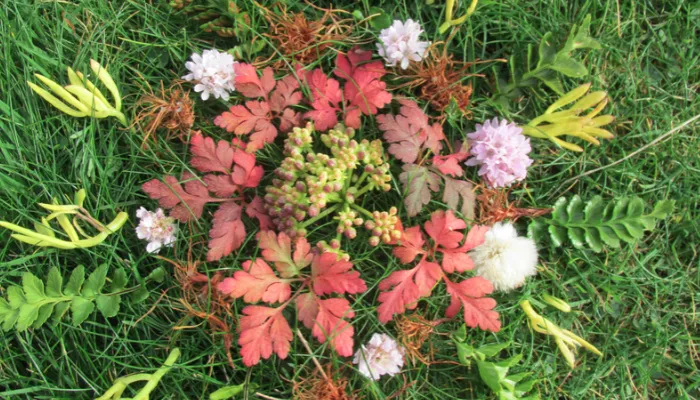 nature-mandala.png
