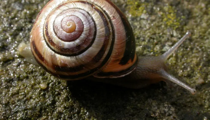 brown-lipped snail