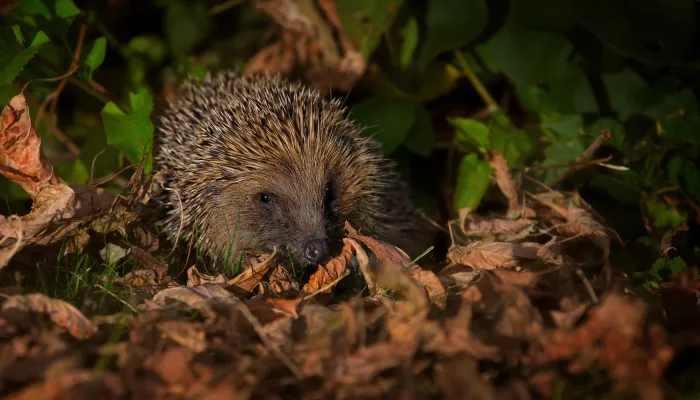 A hedgehog at night sitting amongst fallen leaves.