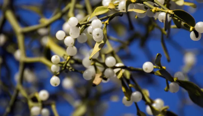 White mistletoe berries clumped together on a branch.