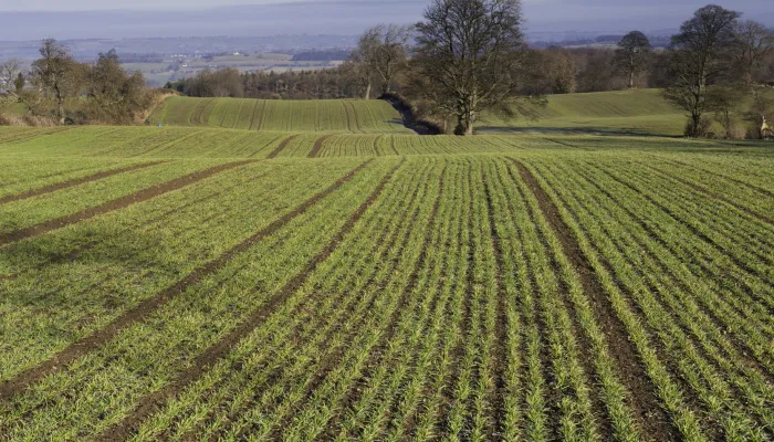 Early Oat Fields, Haregill Lodge Farm, Ellingstring, North Yorkshire