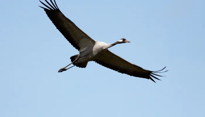 Common crane