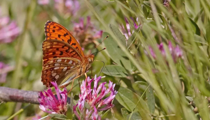 High Brown Fritillary © Stefan Johansson