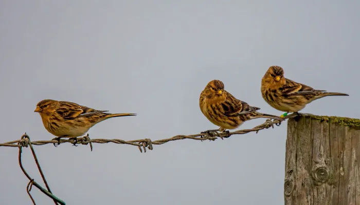 Three twite perch on a wire fence. They're in winter plumage, with bright yellow beaks