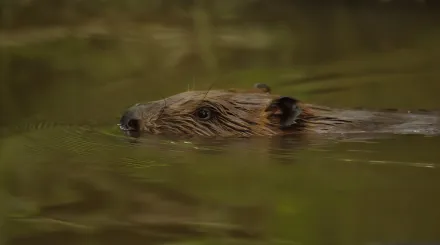 Beaver swimming with its head just above the water