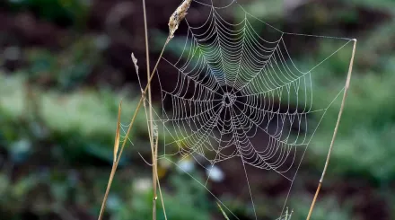 A spiderweb in between two strands of grass.
