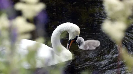 Swan parent with gosling