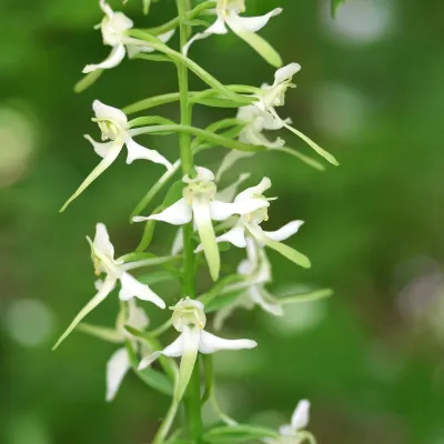 Greater butterfly-orchid