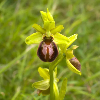 Early spider orchid