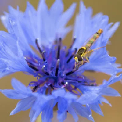 Long hoverfly on cornflower
