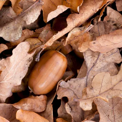 Acorn lying amongst fallen oak leaves.