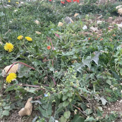 Flowers first summer after rootling