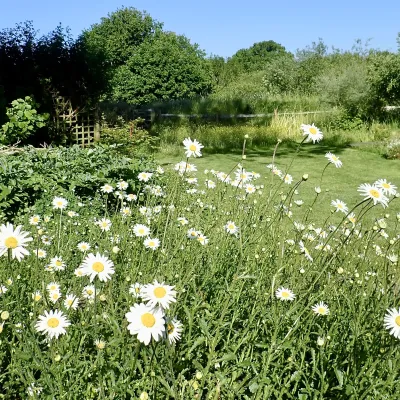 The insects in our garden love the large patches of ox-eye daisies – P Brook