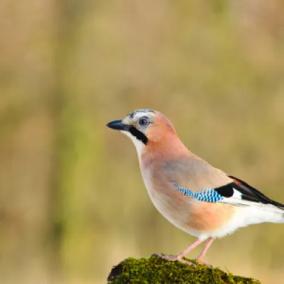 Jay. Our most colourful corvid, but quite shy. Often seen in wooded habitats where they rarely move from cover.