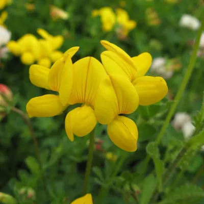 Bird's Foot Trefoil